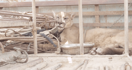 Mufasa’s release made headline Mufasa’s release made headline